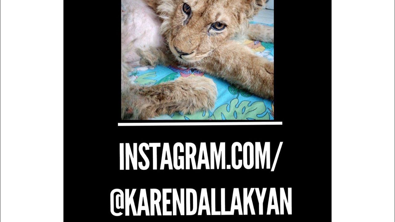 Карен Даллакян про операцию львенку, которого спасли в Дагестане. Приют Челябинска "Спаси меня" смотреть онлайн