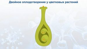 Двойное оплодотворение у цветковых растений.