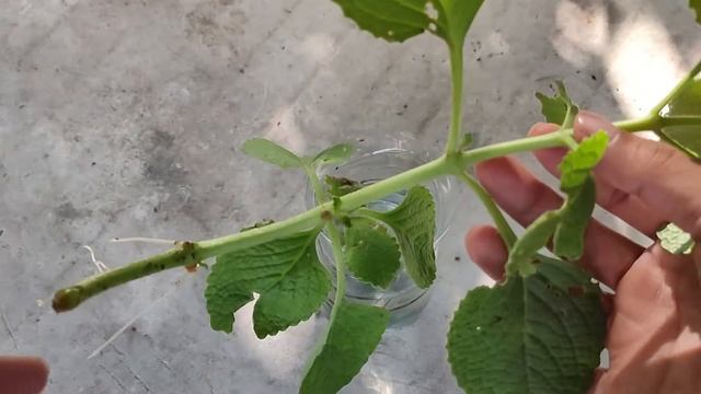 Oregano Herb Propagation Soil Vs Water