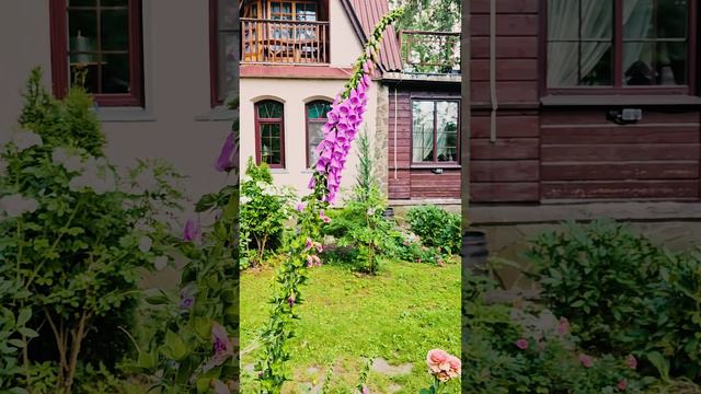 роскошная наперстянка в саду #ландшафтныйдизайн #дача #юмор #отдых #дизайнсада #сад смотреть онлайн