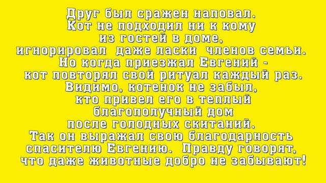Кошачьи истории от Муси и Пуси смотреть онлайн
