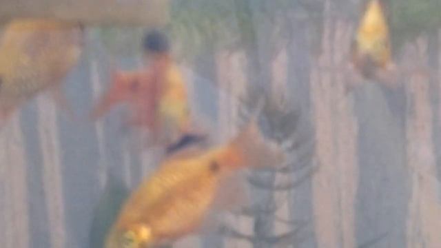 Вскармливание малька огненного барбуса от 1 мес. и уход за ним смотреть онлайн