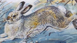 СНЕЖНАЯ КНИГА. РАССКАЗ ВИТАЛИЯ БИАНКИ.