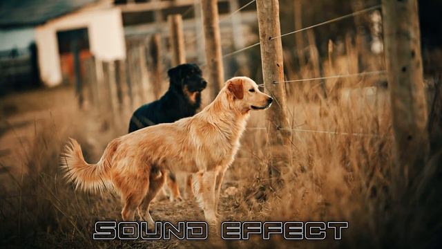 Dogs | Dog Bark 9 - SFX Producer | No Copyright Dogs Sounds смотреть онлайн