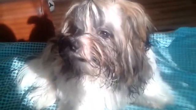 маленькая собачка поет(ши-тцу) смотреть онлайн