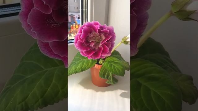 Beautiful indoor plant gloxinia смотреть онлайн