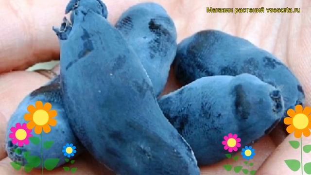 Жимолость съедобная Стрежевчанка. Краткий обзор, описание lonicera edulis Strezhevchanka смотреть онлайн