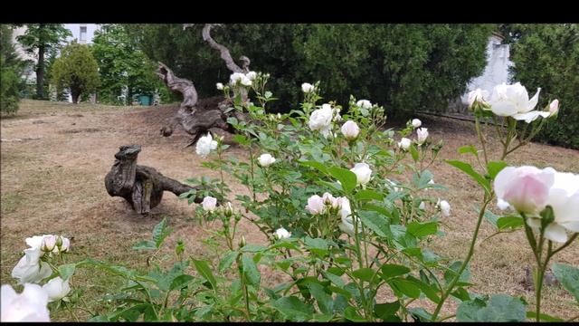 Вальс Роз смотреть онлайн