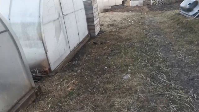 На улице мороз, а рассада в теплице чувствует себя отлично! смотреть онлайн