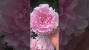 Пион Lady Orchid