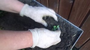 Высаживаем рассаду львиного зева в открытый грунт