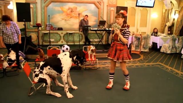 в ресторане сказка 1001 ночь шоу с собачками смотреть онлайн