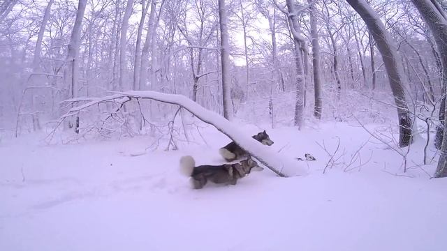 Самые счастливые собаки на снежной прогулке! Хаски и маламут в разносе! смотреть онлайн