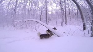 Самые счастливые собаки на снежной прогулке! Хаски и маламут в разносе!