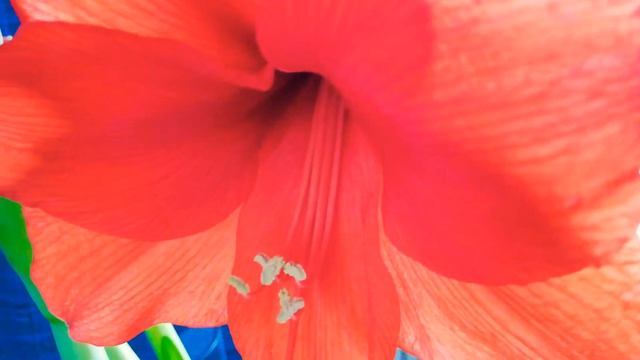 Orange Amaryllis |Buhay ay Ganyan смотреть онлайн