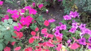 НА КАКОМ РАССТОЯНИИ ЛУЧШЕ САЖАТЬ КУСТОВУЮ ПЕТУНИЮ В ОТКРЫТЫЙ ГРУНТ.