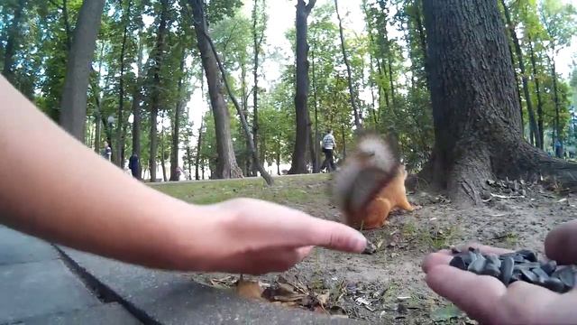 Белка в парке (Гомель) смотреть онлайн