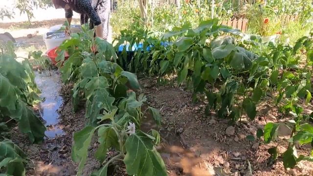 BÜYÜK BİR KAZAN'DA YEMEKLİK BULGUR YAPIMI ~ ANNEM KÖY EVİ YENİ BAHÇESİ