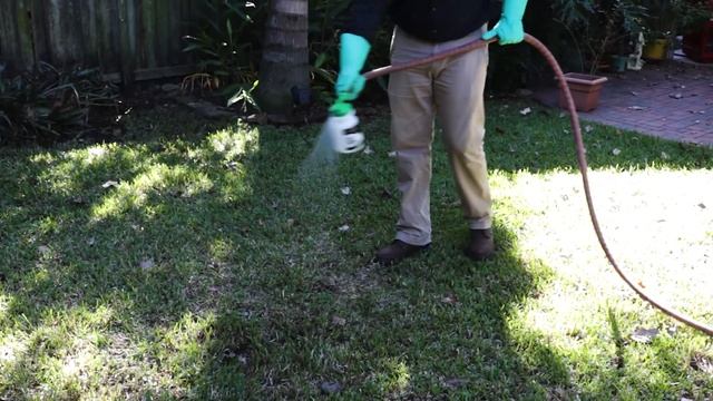 How to Get Rid of Anthracnose (Leaf Spot Fungi) смотреть онлайн