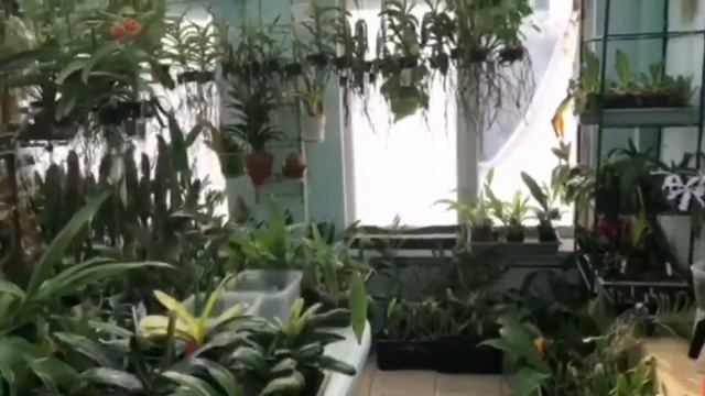 Оранжерея Маргариты Полюшко(М and M orchids) смотреть онлайн