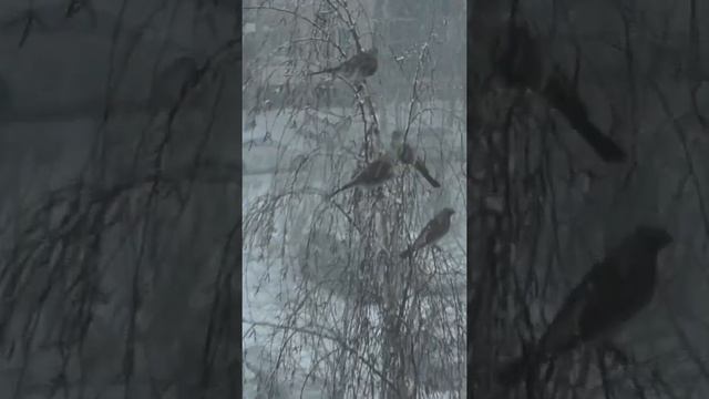 Дрозды прилетели! Скоро Весна! #shorts смотреть онлайн