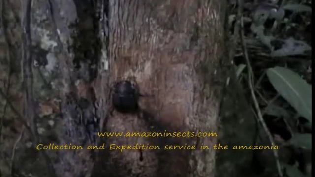 dynastes hercules lichyi смотреть онлайн