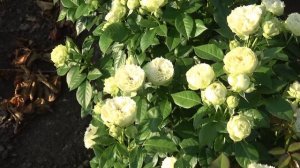 Обзор розы Бланшетт (Спрей) - Blanchette (Tantau Германия, 2004)