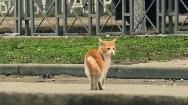 растерянный и напуганный котенок сел на дорогу смотреть онлайн