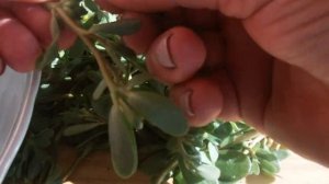 Портулак - бросовый огородный сорняк, а какой полезный и вкусный!  Приготовление салата.