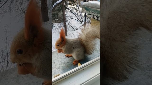 Вечерний ужин#животные#animals#белка#squirrel смотреть онлайн