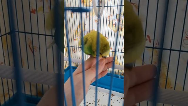 Приучаем попугая к рукам. смотреть онлайн