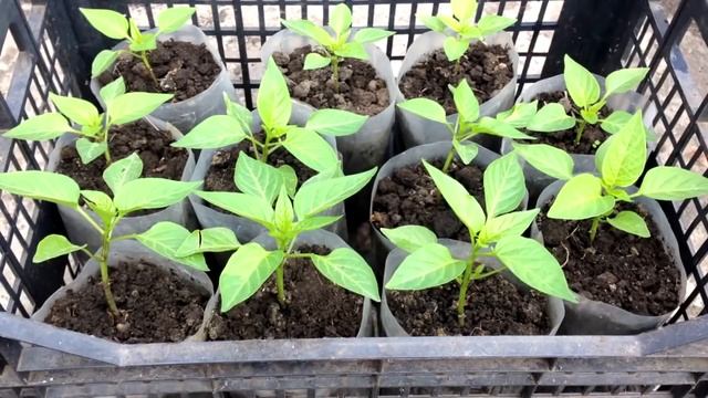 Когда высаживать болгарский перец на рассаду смотреть онлайн