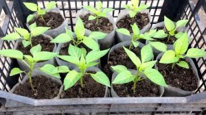 Когда  высаживать болгарский перец  на рассаду