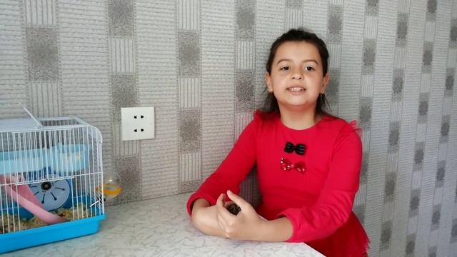 Почему хомяк кусает? смотреть онлайн