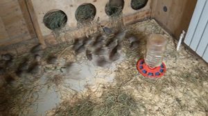 Кеклик всех возрастов в одном месте.Содержание.Keklik all ages in one place.