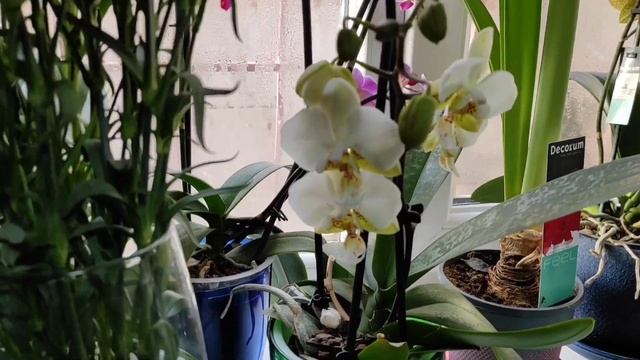 Не похудением единым. Загрузочный день. смотреть онлайн