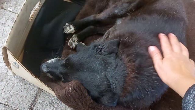 Пришла к Топику,а он уже спит...думал,что я не прийду... смотреть онлайн