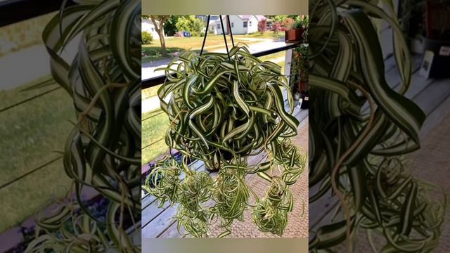 indoor plants ideas| Good luck plants #homedecoridea #ytshortsvideo смотреть онлайн