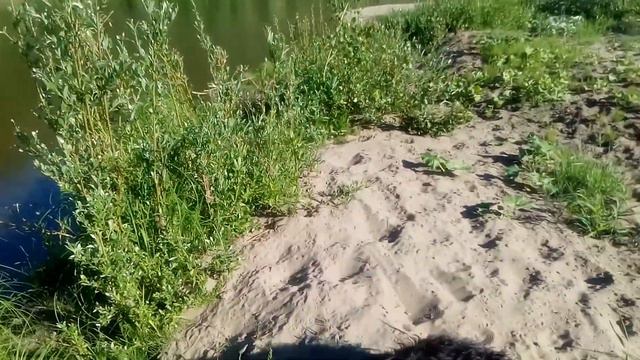 ВЛАЖНЫЕ САЛФЕТКИ, НА ПЛЯЖЕ РАСТУТ САМИ ! смотреть онлайн