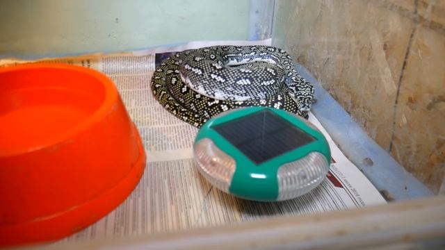 ОТПУГИВАТЕЛЬ ЗМЕЙ. Тестируем прибор на кобрах и других змеях