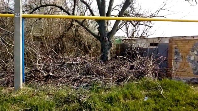 Ветки, древесные отходы. Часть 1 Ресурсы села, бизнес идеи на селе, как заработать деньги в селе. смотреть онлайн