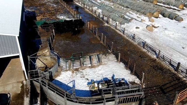 Vaccinating Black Angus Heifers/Bulls смотреть онлайн