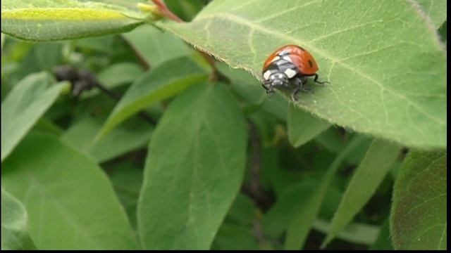 Контакт смотреть онлайн