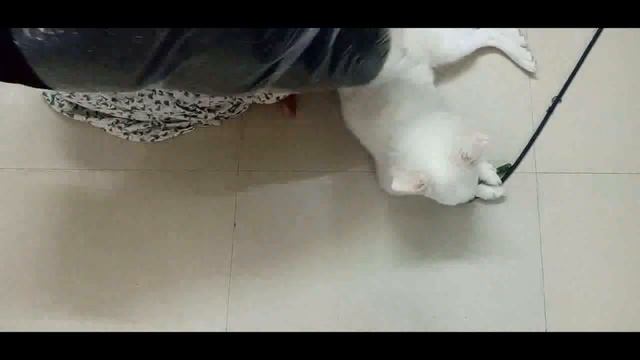Unboxing Puppy New Bed , bed from flipkart ,Dog Bed Unboxing // Lara Baby Doll смотреть онлайн