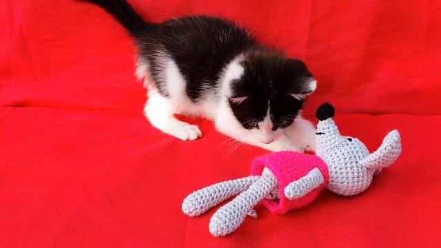 So Funny Cat! Очаровательный котенок играет! Самое забавное видео. смотреть онлайн