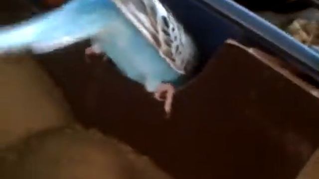 мой бешеный попугайй смотреть онлайн