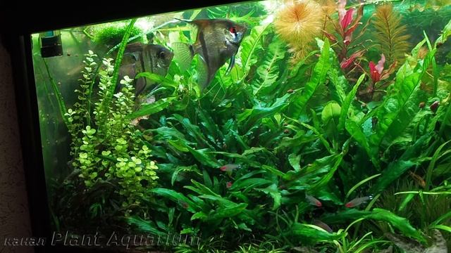 Как подобрать интенсивность освещения и продолжительность светового дня для растительного аквариума смотреть онлайн