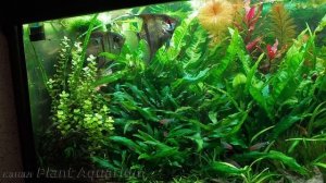 Как подобрать интенсивность освещения и продолжительность светового дня для растительного аквариума