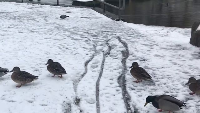 Minsk Belarus, 02.11.2021. Тоскливо. смотреть онлайн