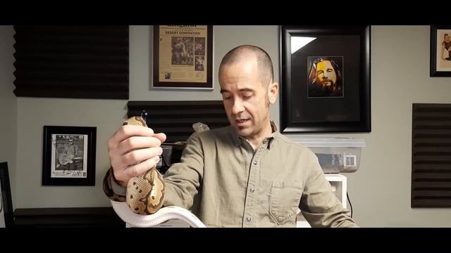 Ball Python Temps and Humidity. Use a THERMOSTAT!!! смотреть онлайн